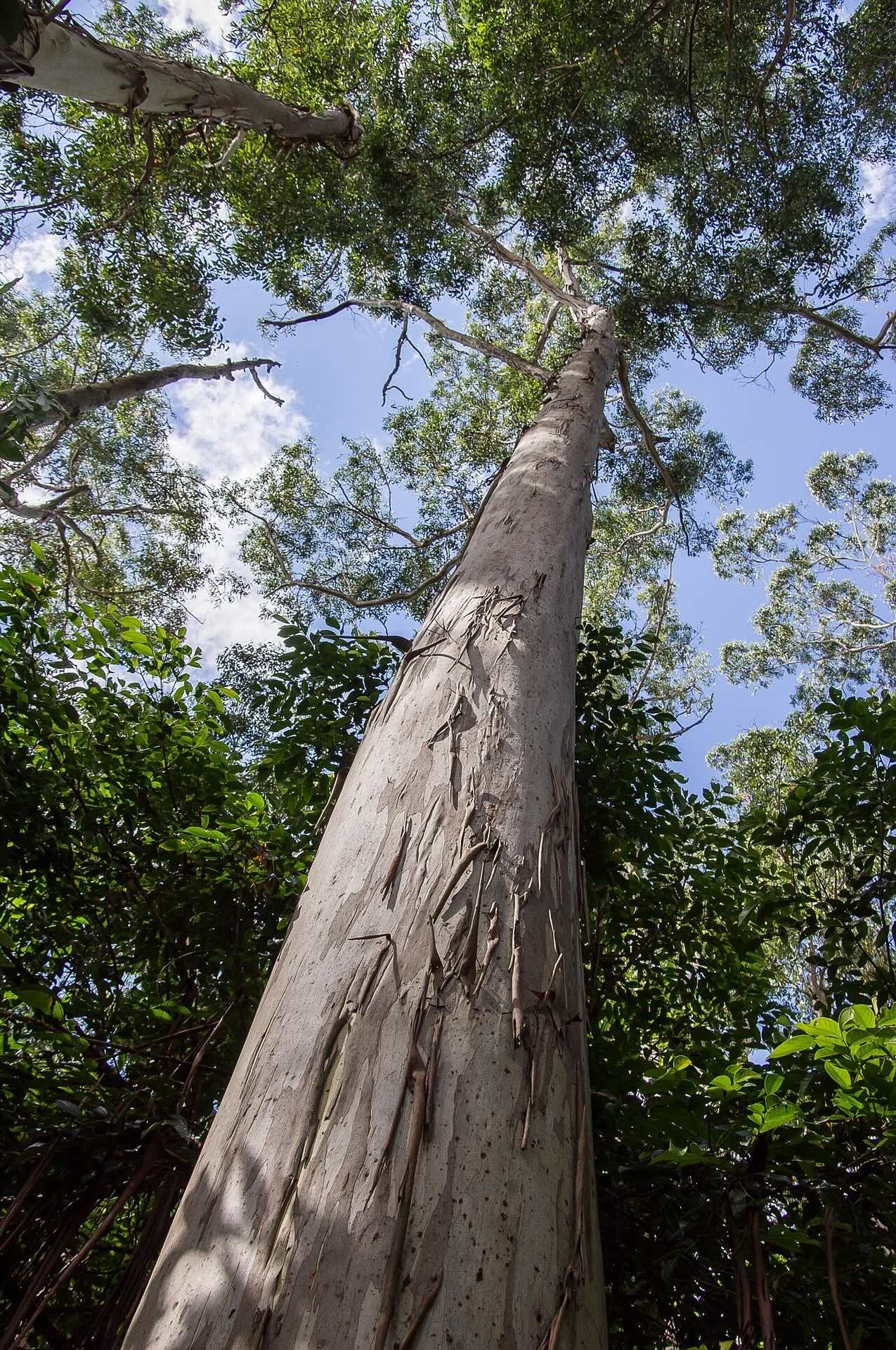 El bosque de eucalipto de PLANTAR FUTURO en Brasil. www.plantarfuturo.com