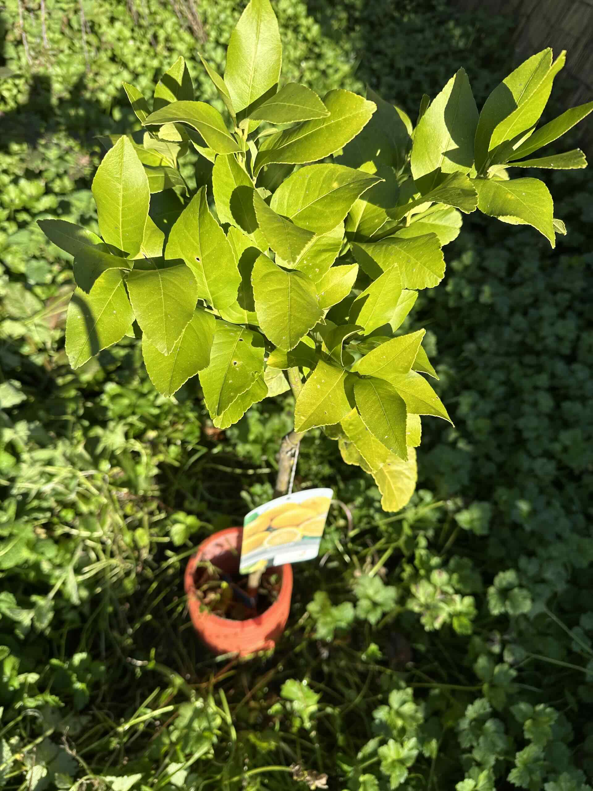 Apadrinar un limonero en España con PlantarFuturo.com