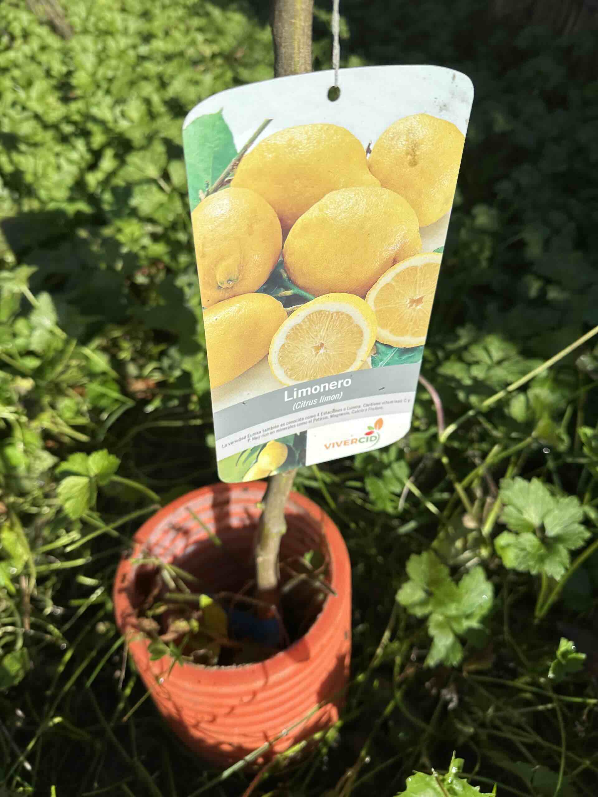 Apadrinar un limonero en Asturias con Plantar Futuro .com