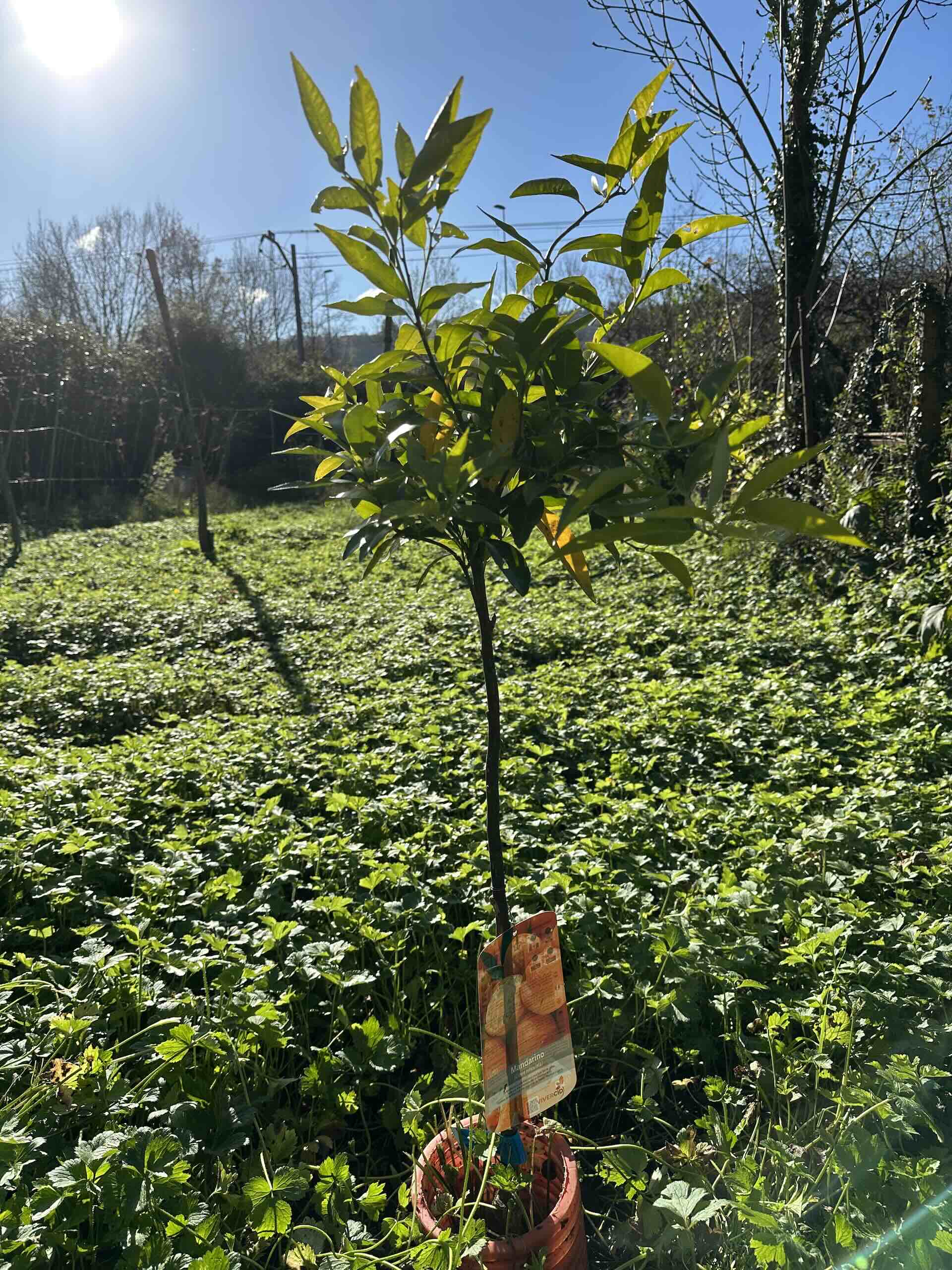 Apadrinar un mandarino en Asturias con PlantarFuturo.com