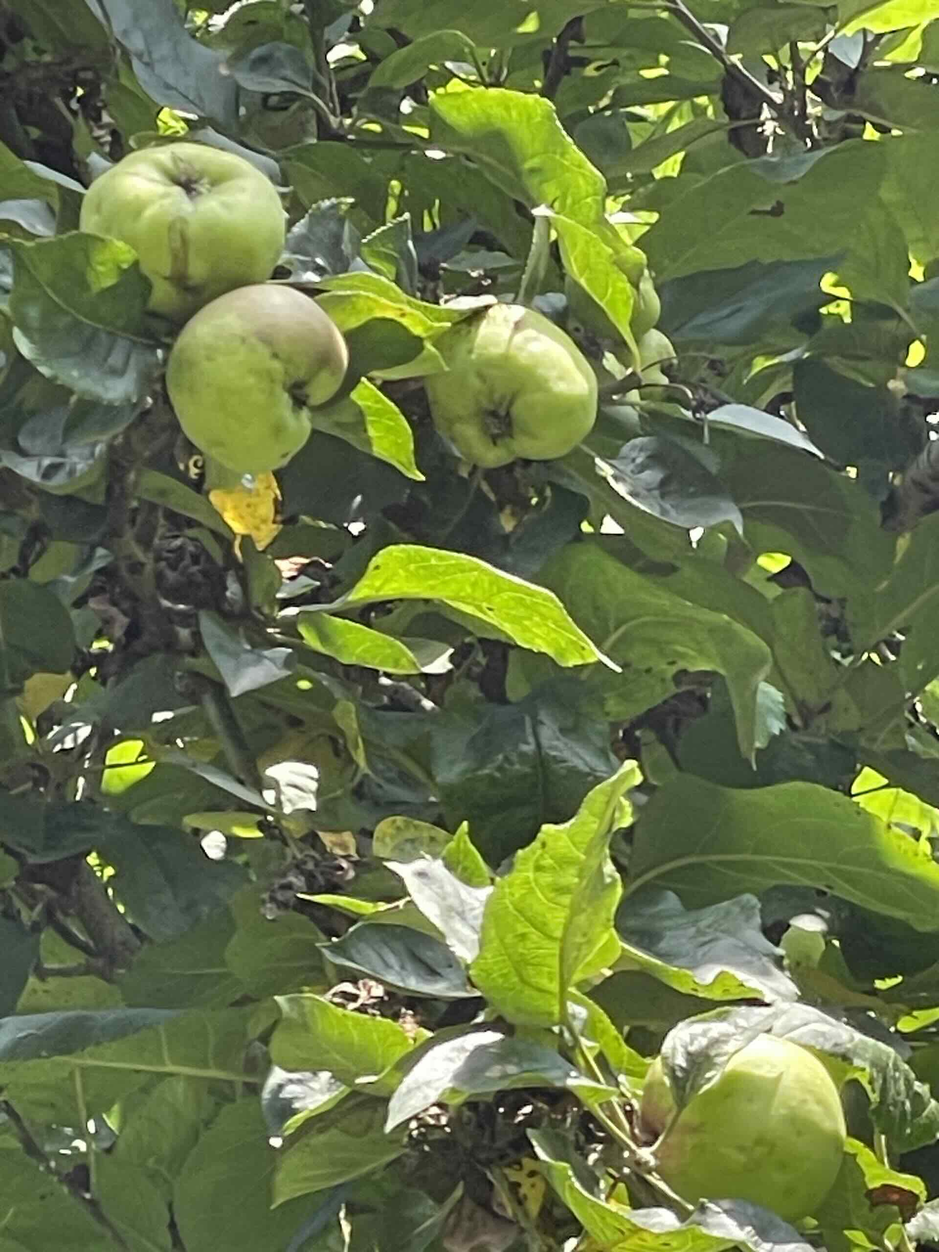 Apadrinar un manzanero en Asturias y España