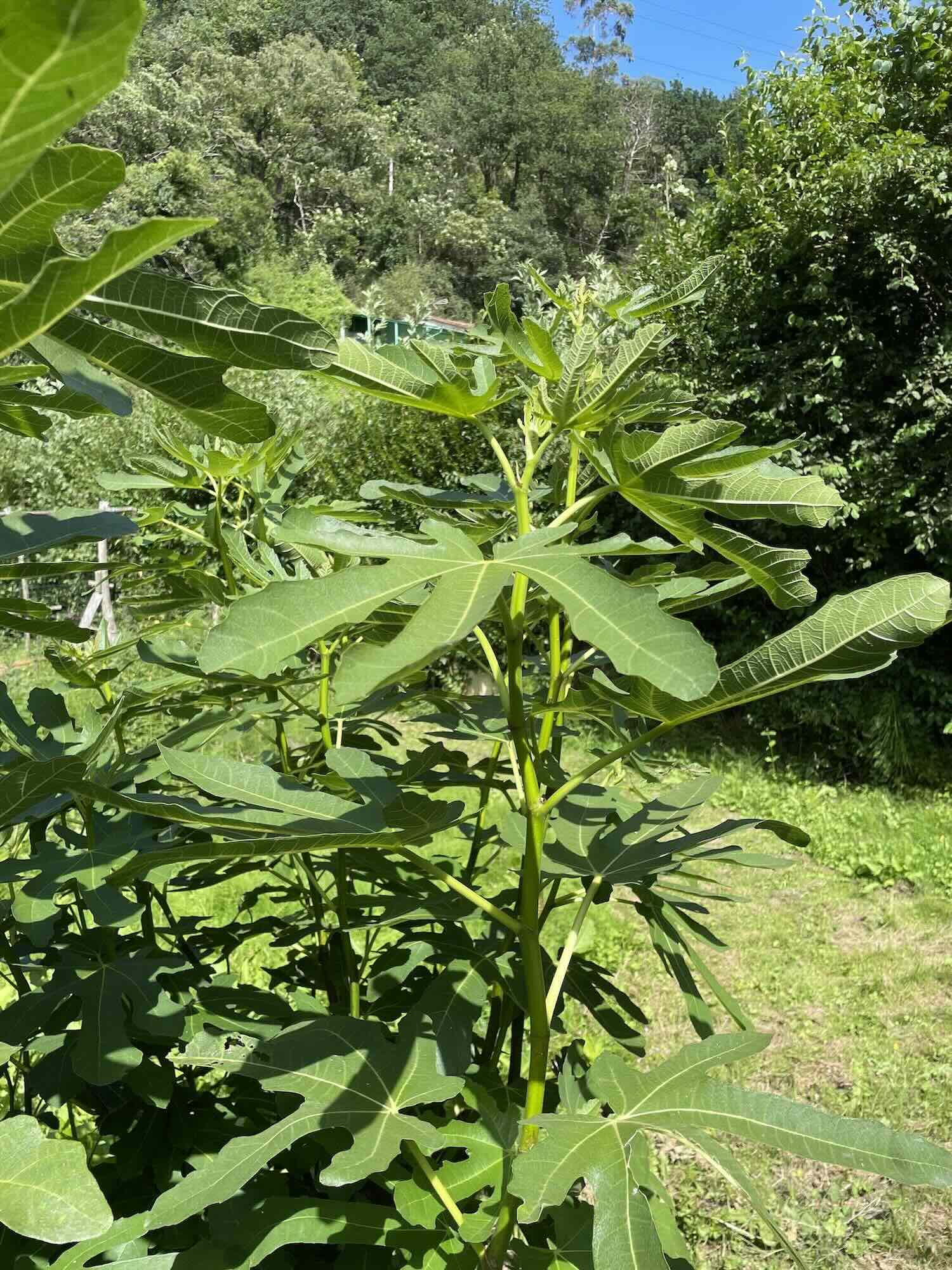 Apadrinamiento de un árbol de higo en España